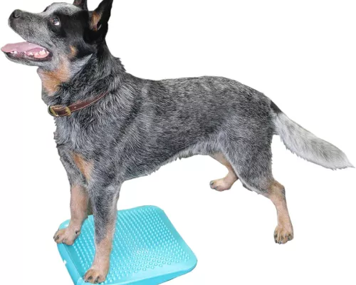 FitPAWS Balance Ramp türkis